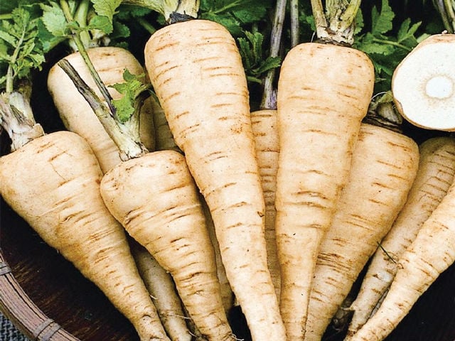 Parsnip All American